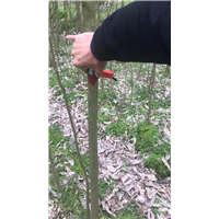 九江工程苗木用无患子基地哪家质量好点