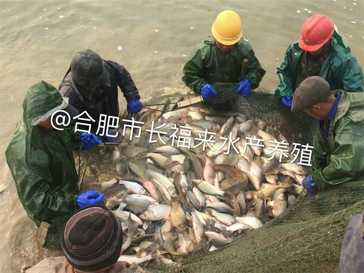 鱼苗挑选 