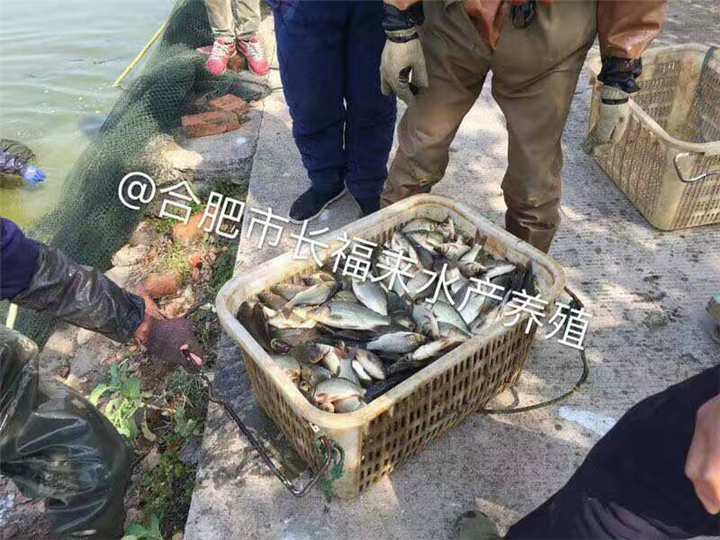 四大家鱼苗批发 