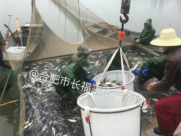 挑选鱼苗实景 