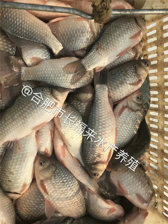 鲫鱼苗称重装车 