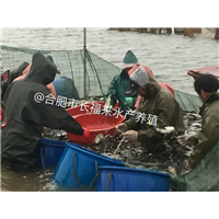 水库装鱼 