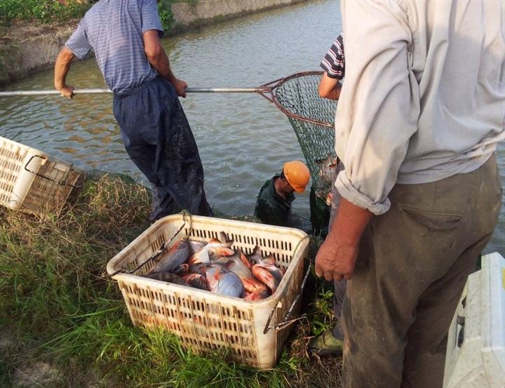 淡水白鲳鱼供应|淡水白鲳|淡水白鲳价格 