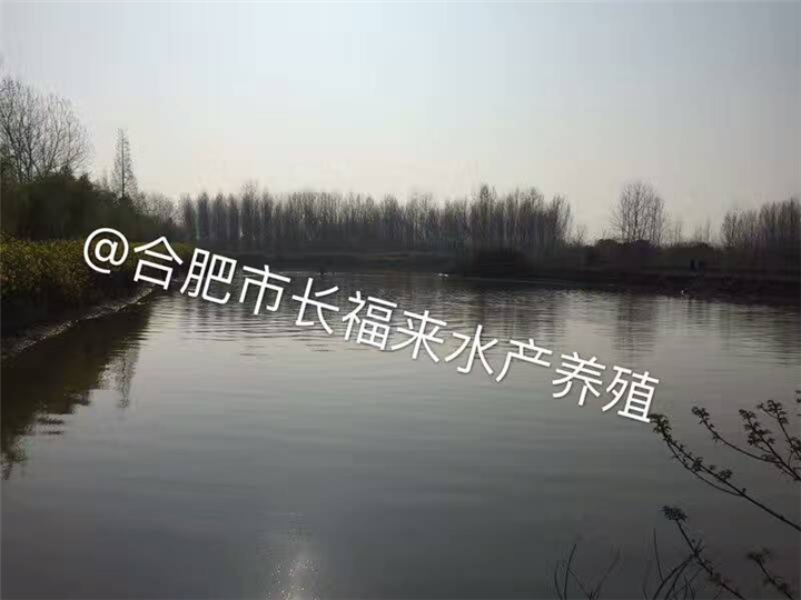 安徽鱼苗养殖基地 