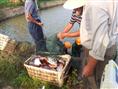 淡水白鲳|淡水白鲳鱼|淡水白鲳批发 
