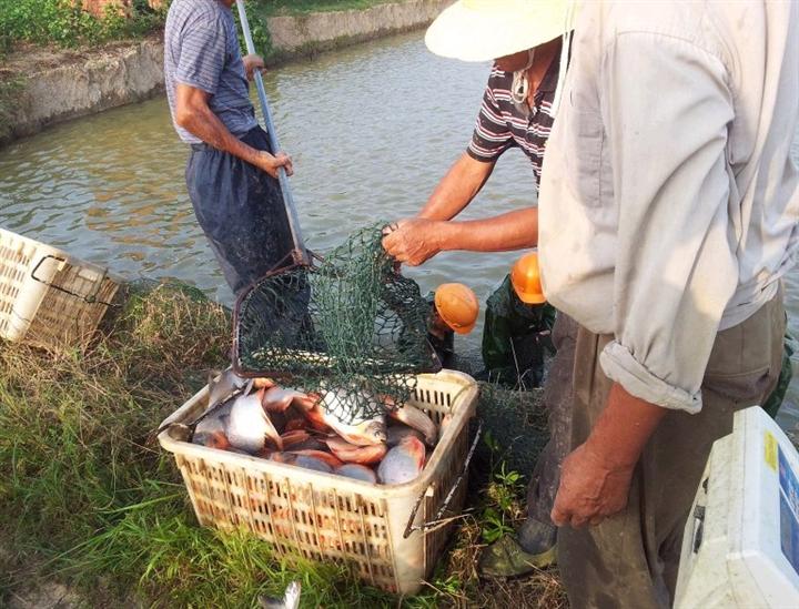 淡水白鲳|淡水白鲳鱼|淡水白鲳批发 
