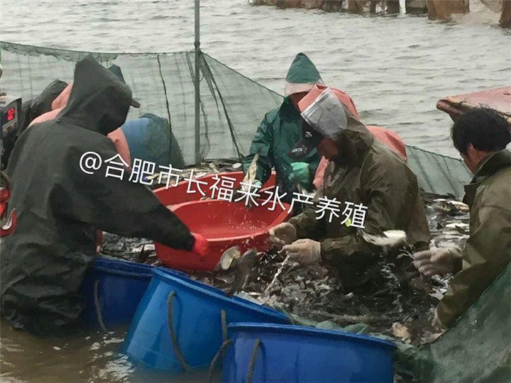 水库装鱼 