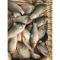 鲫鱼苗称重装车 