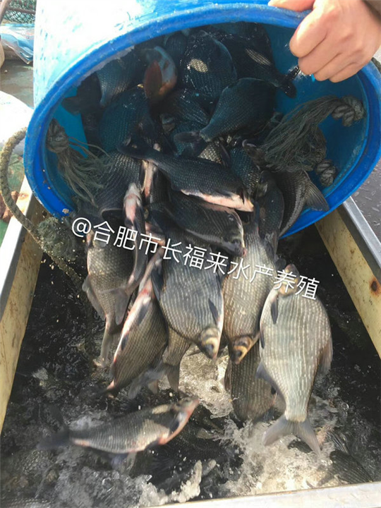 挑选鳊鱼苗 