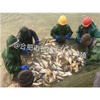 鱼苗挑选 