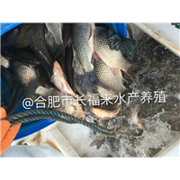 鲫鱼大量走货 