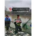 青鱼价格 