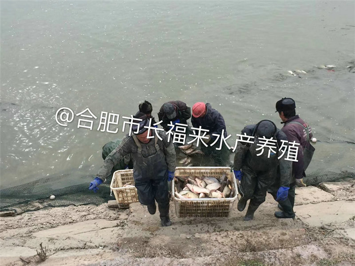 鱼苗起鱼出售中 