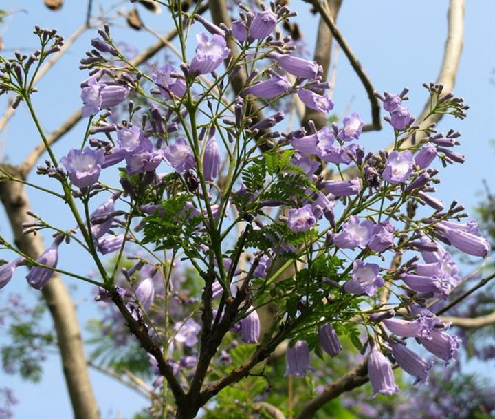 闽南蓝花楹价格 