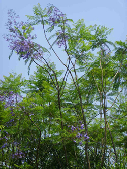 漳州蓝花楹价格 