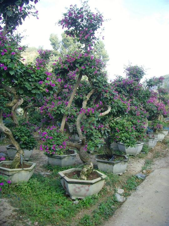 福建三角梅-三角梅盆栽