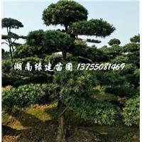 湖南大型景观罗汉松 