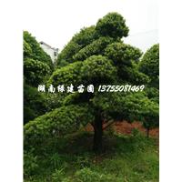 湖南精品造型罗汉松 