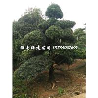 浏阳柏加造型罗汉松 