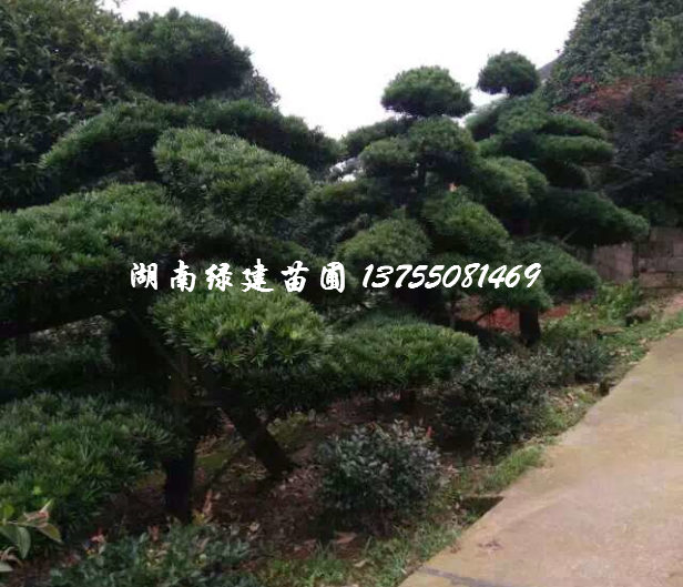 湖南长沙造型罗汉松 