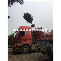 湖南罗汉松