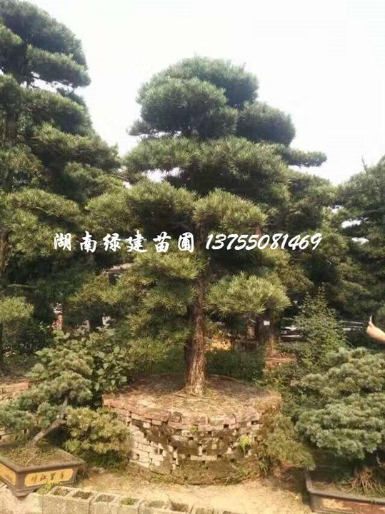 造型罗汉松桩头 