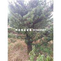 湖南20-50公分造型罗汉松 