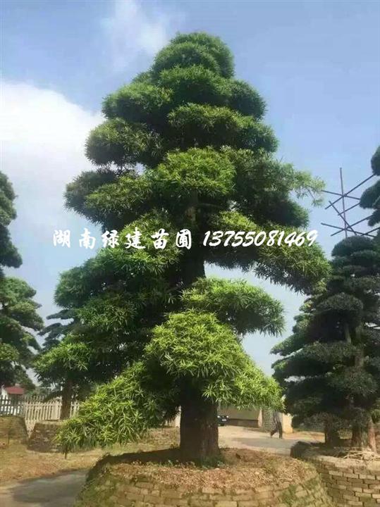 造型罗汉松市场价格 