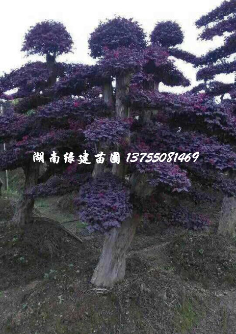 造型红花继木桩 