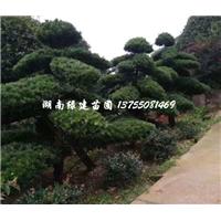 湖南长沙造型罗汉松 