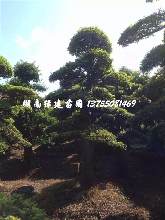 湖南造型椤木石楠 