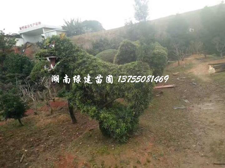 湖南造型罗汉松-舞狮造型 