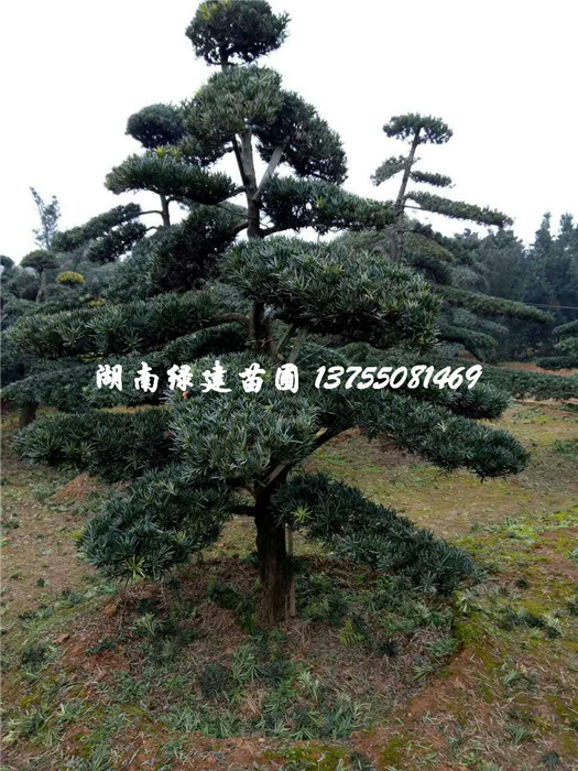 湖南罗汉松多少钱一棵 