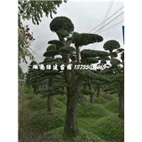 长沙县造型榆树桩 