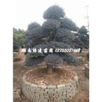 湖南造型红花继木桩头|长沙造型红花继木 