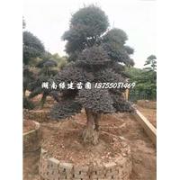 湖南造型红花继木桩 