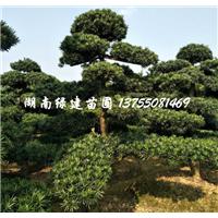 湖南别墅绿化用造型罗汉松 
