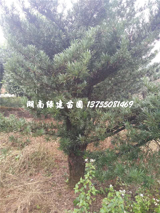 湖南20-50公分造型罗汉松 
