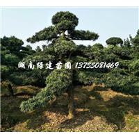 2017湖南罗汉松行情价 