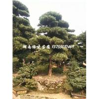 造型罗汉松桩头 