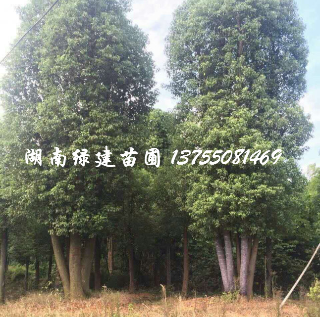湖南多杆大香樟 