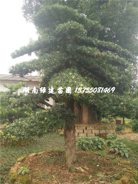 湖南大规格罗汉松树（造型） 