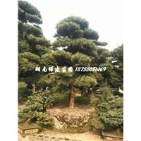 湖南造型罗汉松桩景 