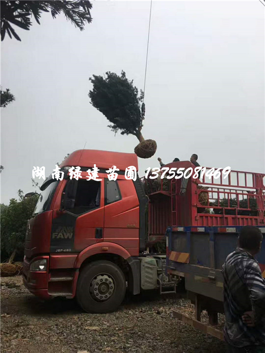 湖南罗汉松