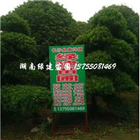 湖南罗汉松基地 