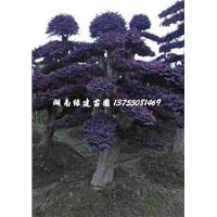 造型红花继木桩 