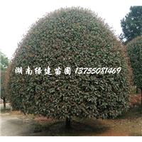 湖南桂花树萌态【精品桂花】 