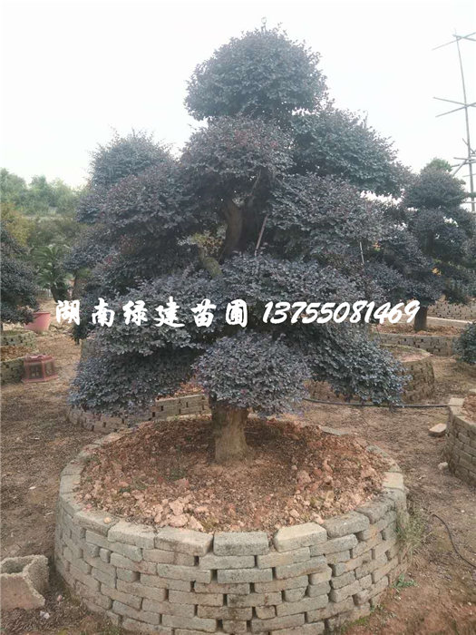 湖南造型红花继木桩头|长沙造型红花继木 