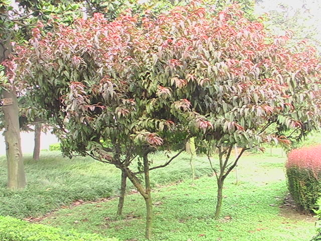 红叶李 