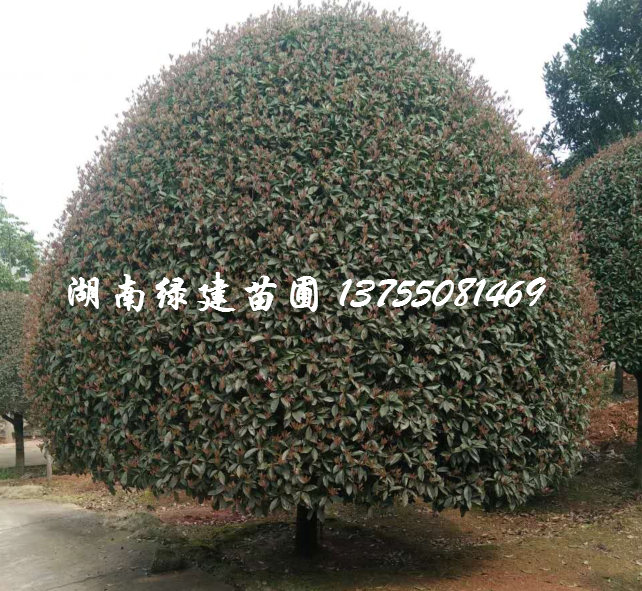 湖南桂花树萌态【精品桂花】 